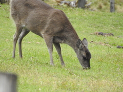 Odocoileus virginianus ustus