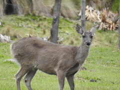 Odocoileus virginianus ustus