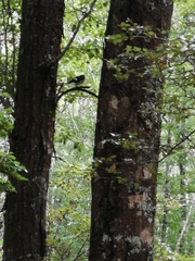 Petroica macrocephala