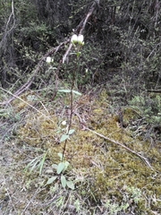 Gentianella tenuifolia