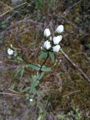 Gentianella tenuifolia