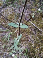 Gentianella tenuifolia
