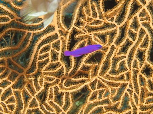 Orchid Dottyback — seen at this dive site