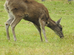 Odocoileus virginianus ustus