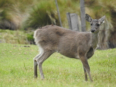 Odocoileus virginianus ustus