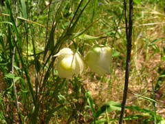 Calochortus albus