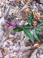 Rhinotropis californica