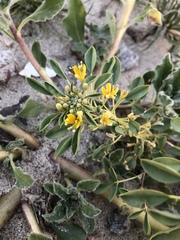 Cleomella obtusifolia