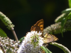Lycaena enysii