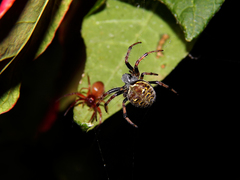 Araneus granadensis