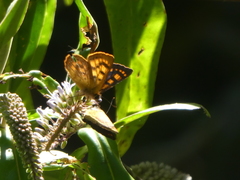 Lycaena enysii