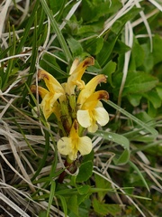 Pedicularis oederi