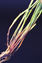 Isolepis inundata