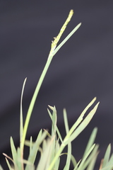 Glyceria declinata