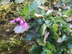 Arabis rosea