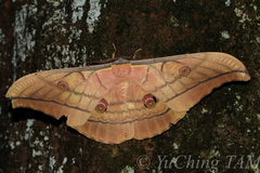 Antheraea