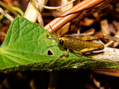 Acrididae