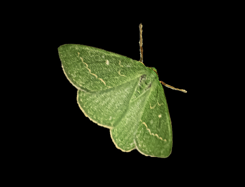Thetidia smaragdaria
