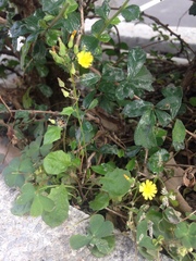 Youngia japonica