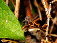 Acrididae