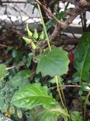 Youngia japonica