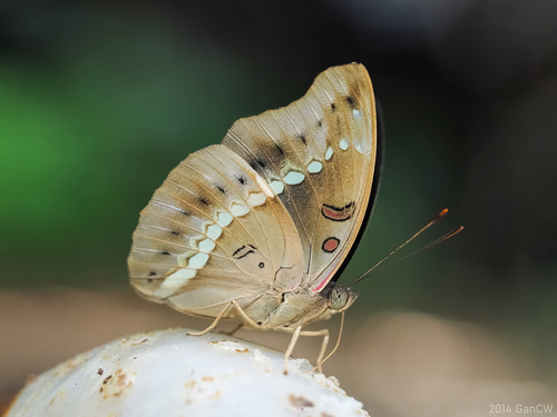 Euthalia teuta