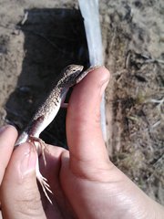 Holbrookia propinqua