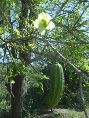 Parmentiera aculeata