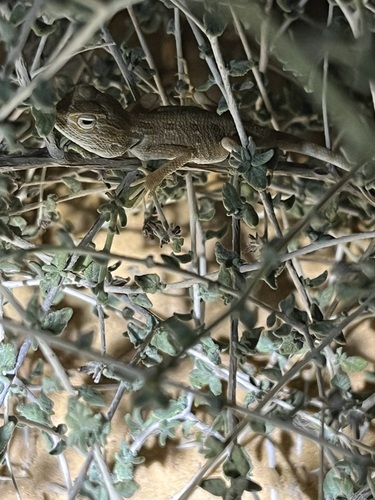 Savigny's Agama, Trapelus savignii