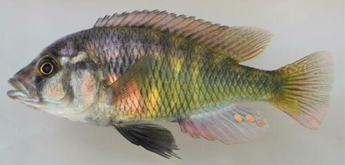 Redspot cichlid (Haplochromis erythromaculatus) — Cichlidae — 2