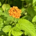 Common Lantana - Photo (c) Kevin O'Shea, some rights reserved (CC BY-NC), uploaded by Kevin O'Shea