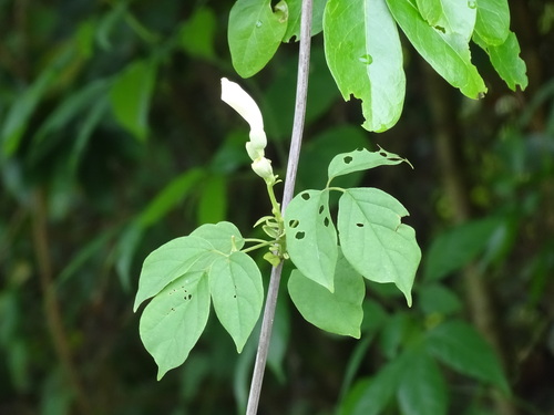 Image of Amphilophium crucigerum by (c) Alexis López Hernández, some rights reserved (CC BY)