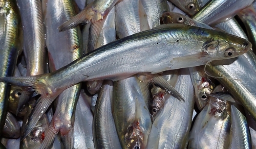 Garua bachcha (Clupisoma garua) — Schilbeidae — 2