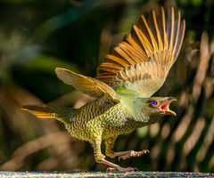 Satin Bowerbird photo 5