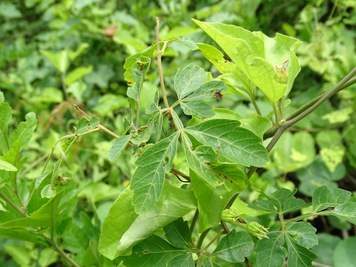 Image of Paullinia fuscescens by (c) Alexis López Hernández, some rights reserved (CC BY)