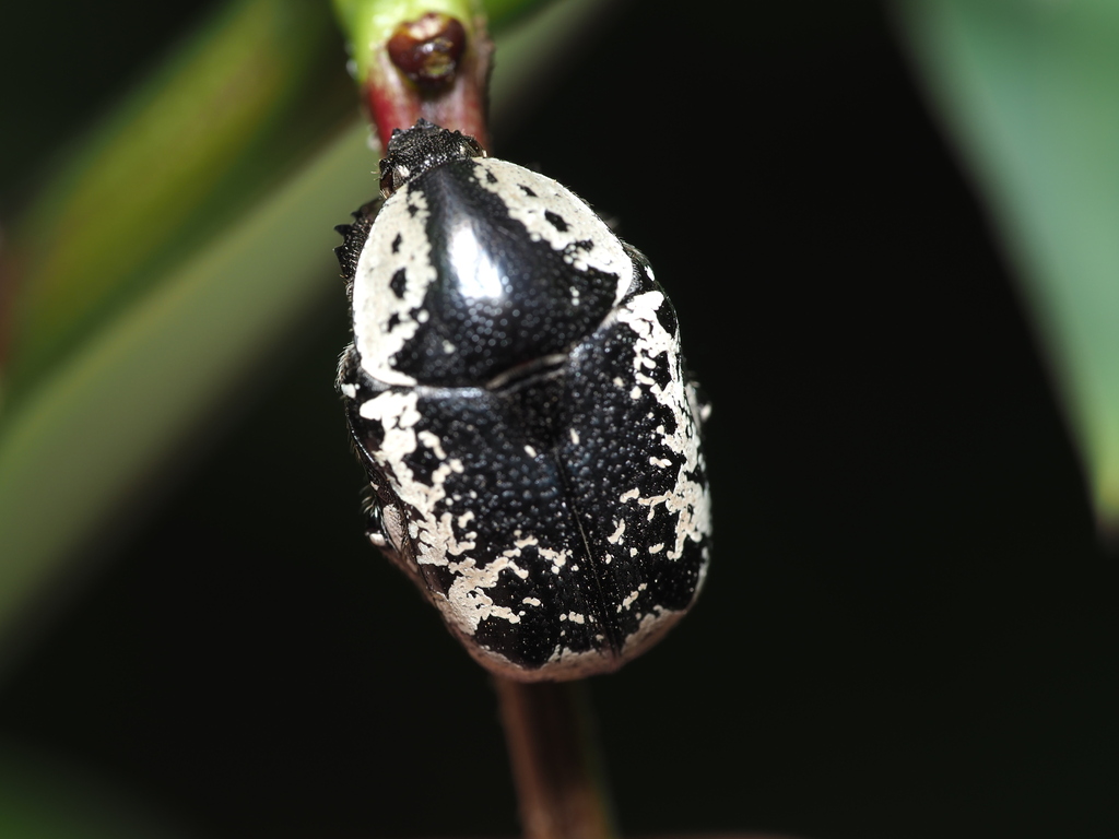 Protaetia terrosa