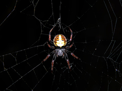 Araneus granadensis