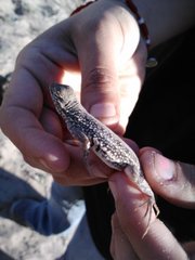 Holbrookia propinqua