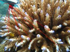 Acropora divaricata