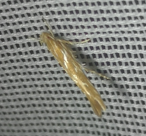 Pyroderces argyrogrammos