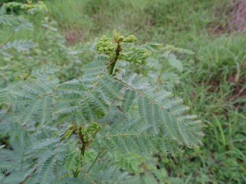 Image of Desmanthus virgatus by (c) Alexis López Hernández, some rights reserved (CC BY)