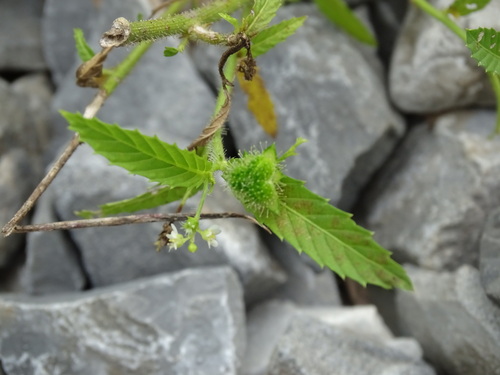 Image of Caperonia palustris by (c) Alexis López Hernández, some rights reserved (CC BY)