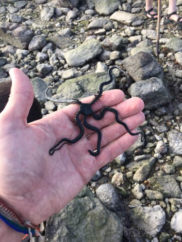 Ophiurida