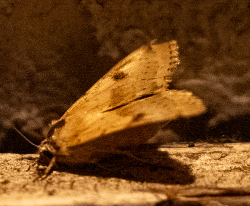 Darker-spotted Straw Moth photo 4