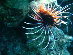Pterois cincta