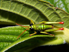 Acrididae