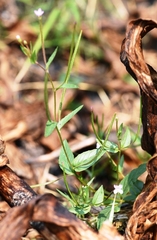Epilobium glaberrimum
