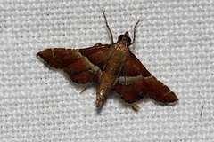 Persicoptera compsopa