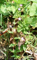 Epilobium glaberrimum