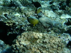 Chaetodon austriacus